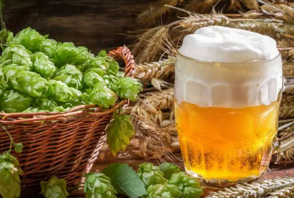 The 3 Main Types of Hops: Bitter, Flavor, and Aroma