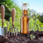 Beer Gardening: Does Beer Help Plants Grow?