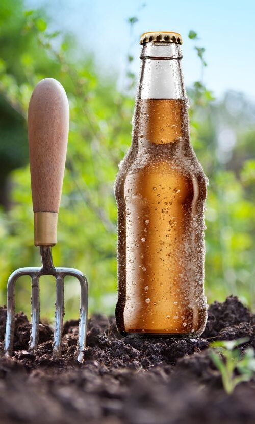 Beer Gardening: Does Beer Help Plants Grow?