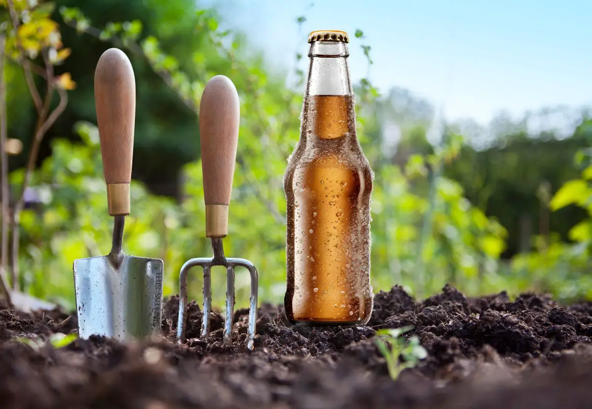 Beer Gardening: Does Beer Help Plants Grow?