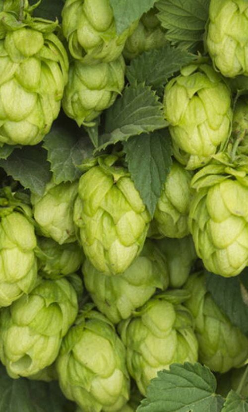 What Kind of Hops are Used in Miller Lite?