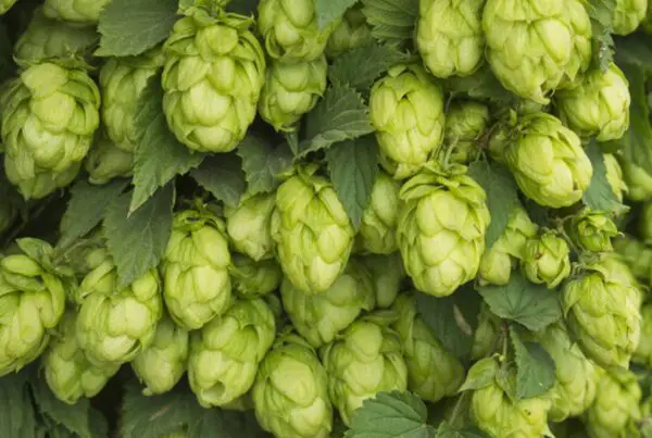What Kind of Hops are Used in Miller Lite?