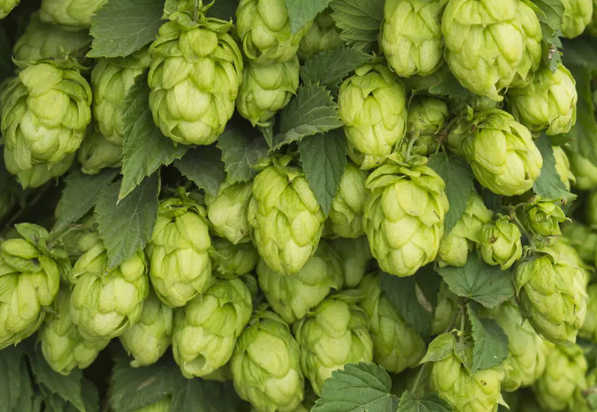 What Kind of Hops are Used in Miller Lite?